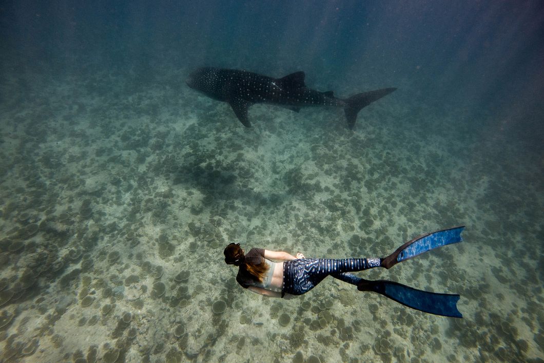 freiwilligenarbeit-malediven-asien-walhaischutz-forschung-datensammlung-natucate