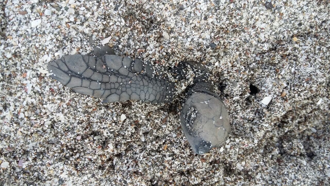 erfahrunsgbericht-costa-rica-praktikum-kundenfotos-artenschutz-schildkroetennest-natucate