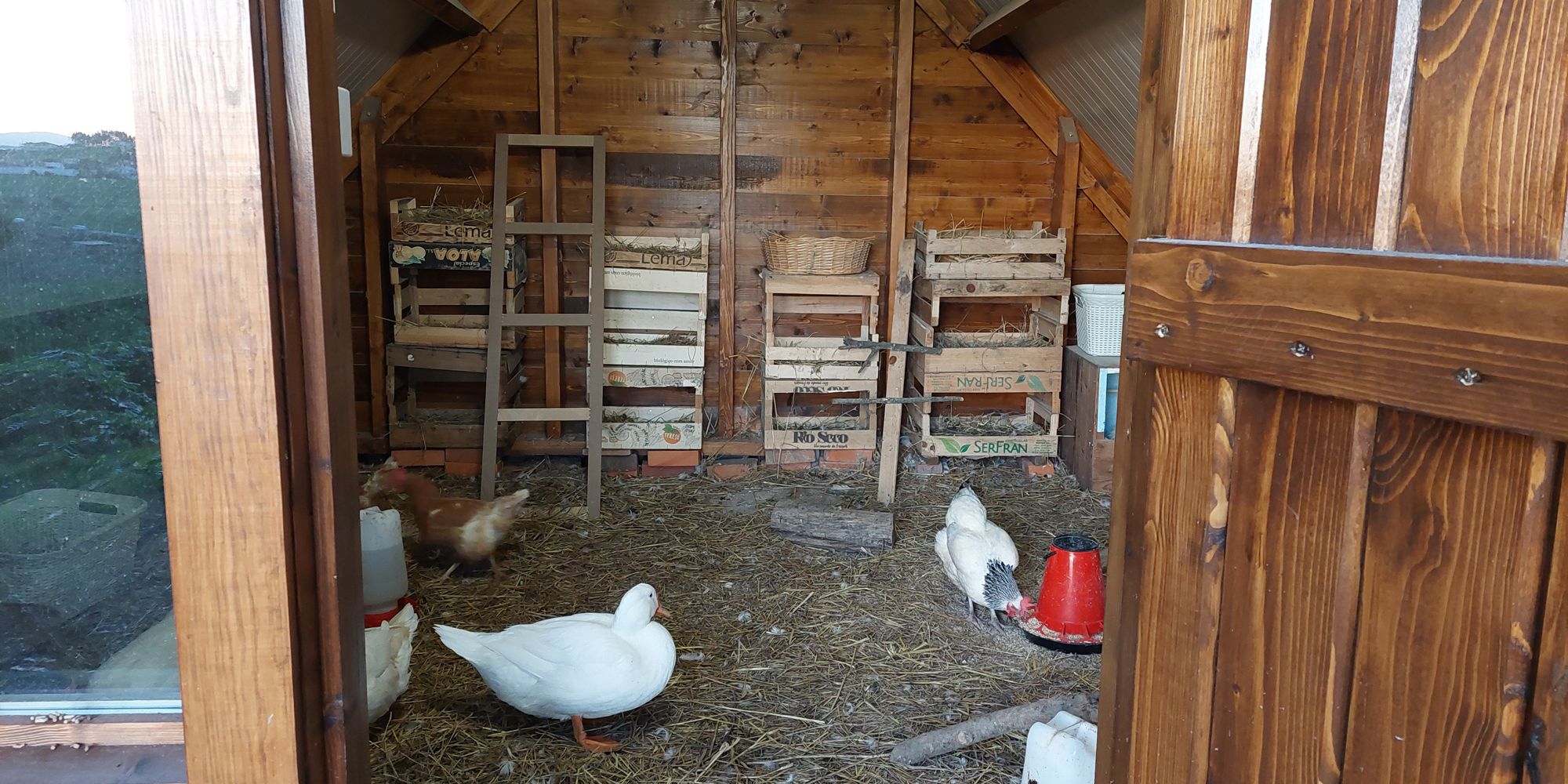Ein Einblick in den hölzernen Hühnerstall in welchem sich auf Enten aufhalten.
