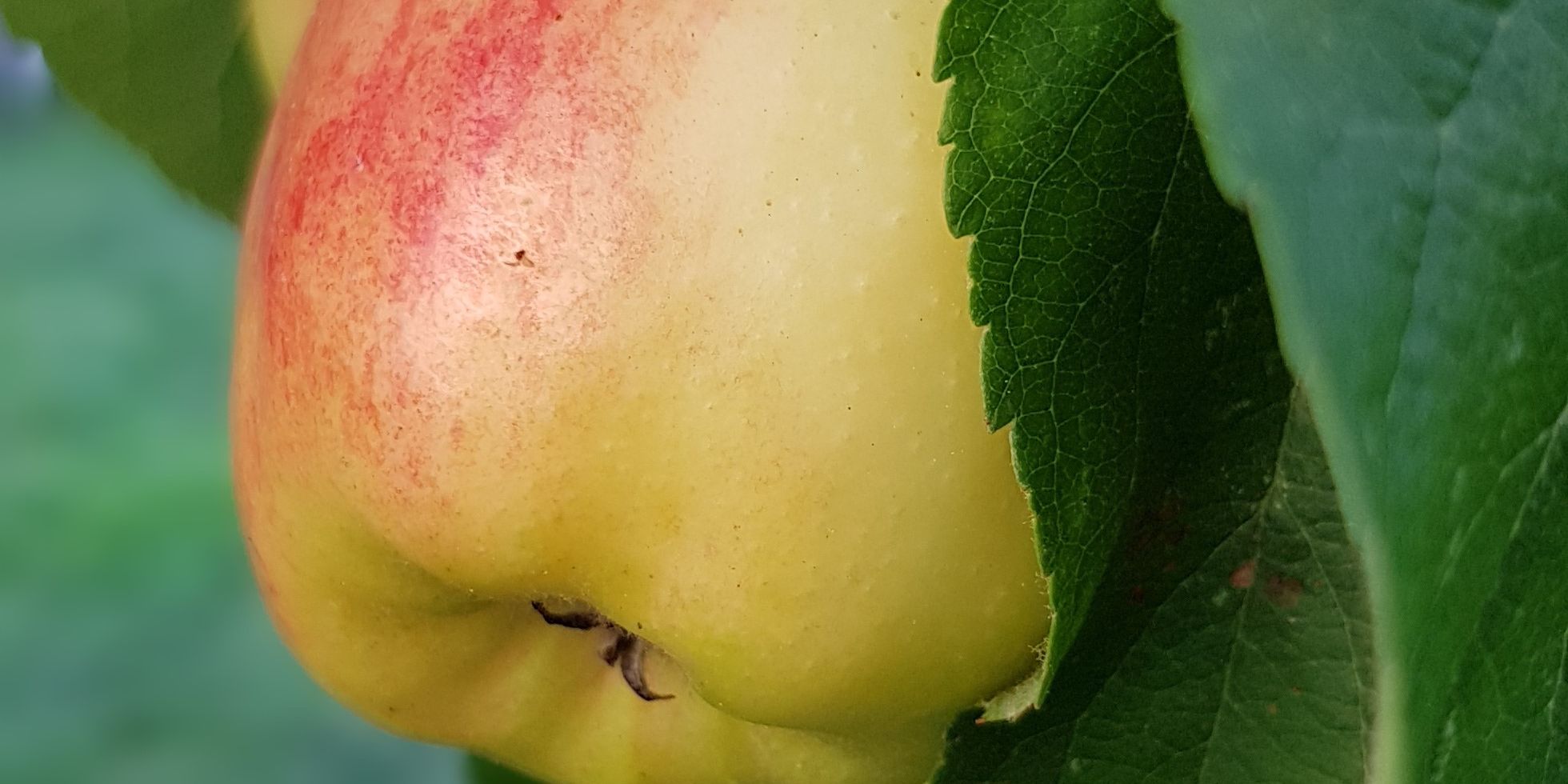 auslandspraktikum-usa-nordamerika-obstbau-apfel-natucate