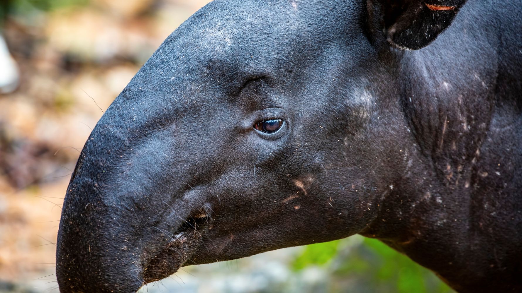 Asiatischer Tapir