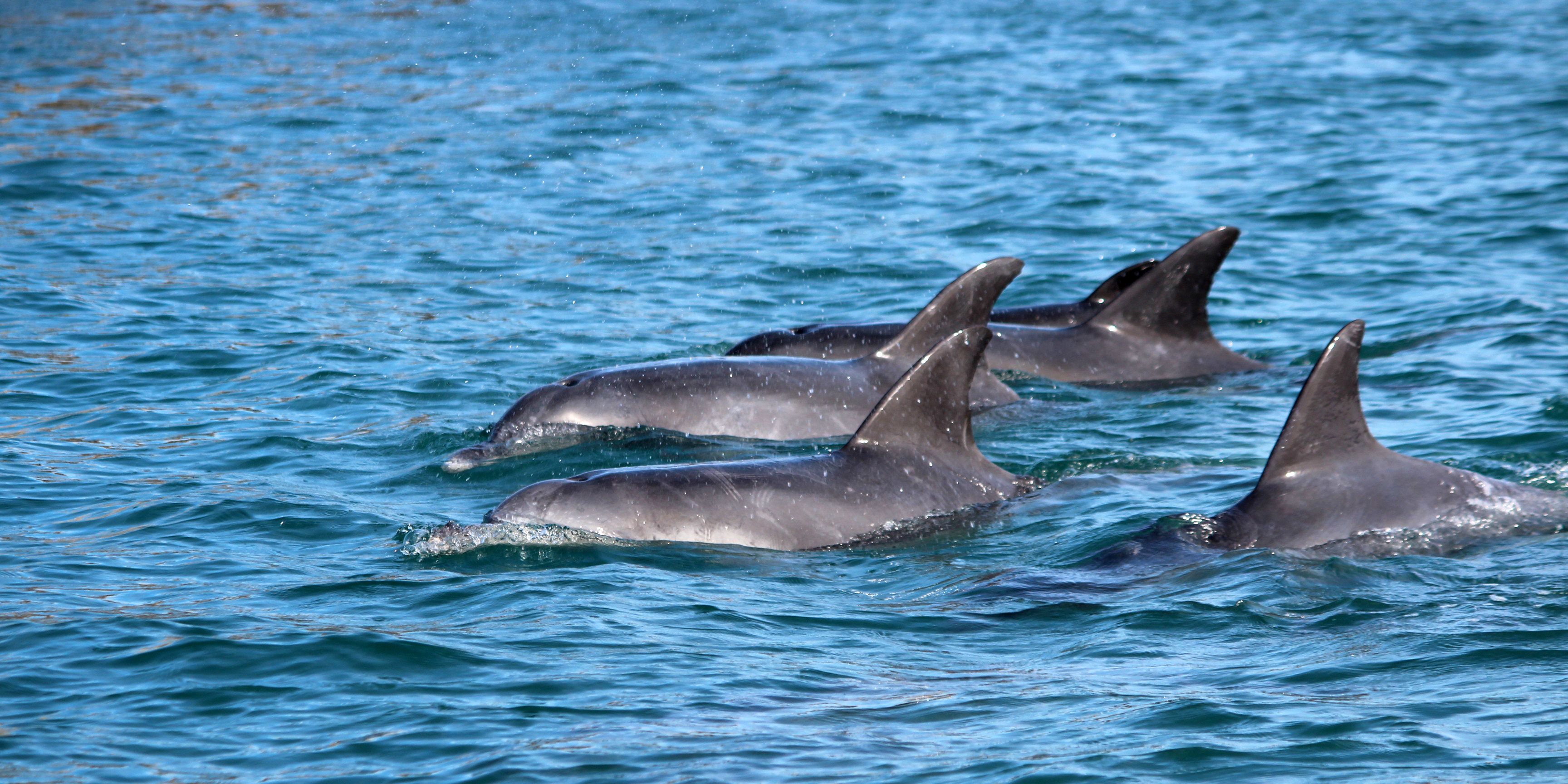 Aufnahme von einer kleinen Gruppe Delfine vor Suedafrikas Kueste im Indischen Ozean
