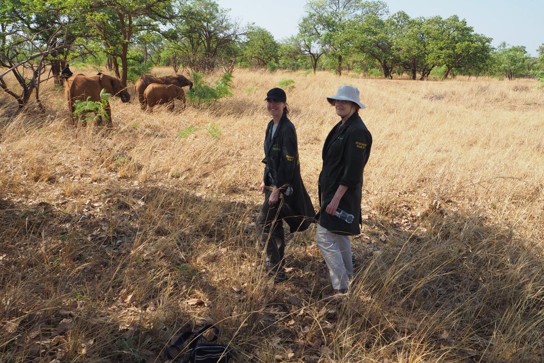freiwilligenarbeit-sambia-artenschutz-elefanten-volunteers-kafue-natucate