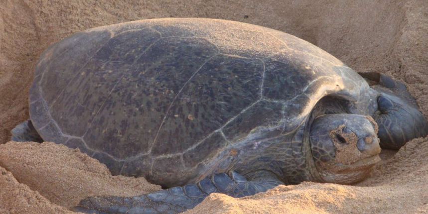 Eine Grüne Meeresschildkröte am Strand beim Nisten in Indonesien.