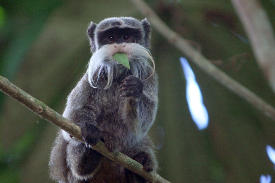 Ein Tamarin Affe sitzt fressend auf einem Ast im Amazonas