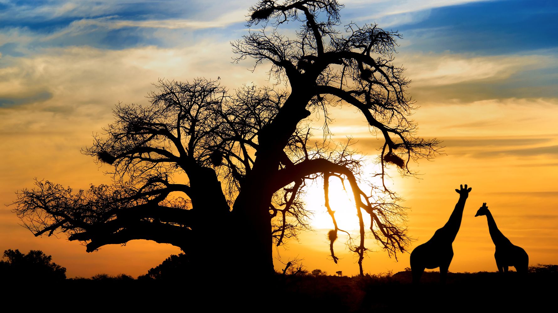 Die Sillouetten zwei Girfannen und einen Baobab Baumes eignen sich hervorragend als Fotomotiv