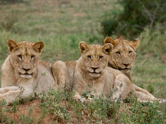 erfahrungsberichte-freiwilligenarbeit-suedafrika-zululand-marianne-loewen-natucate