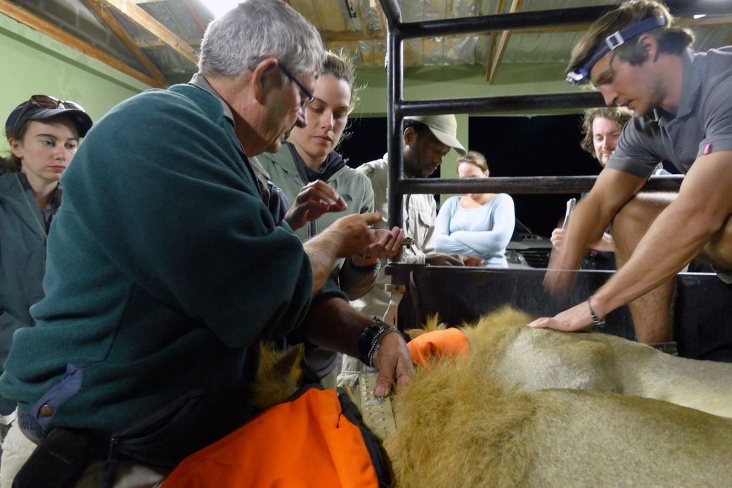 Ein Loewe wurden im Rahmen unseres Artenschutzprogramms in Suedafrika fuer kurze Zeit betaeubt und medizinisch behandelt