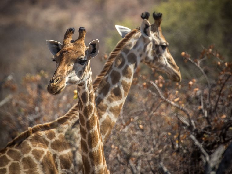 blog-sabbatjahr-wechsel-gkv-pkv-giraffen-natucate