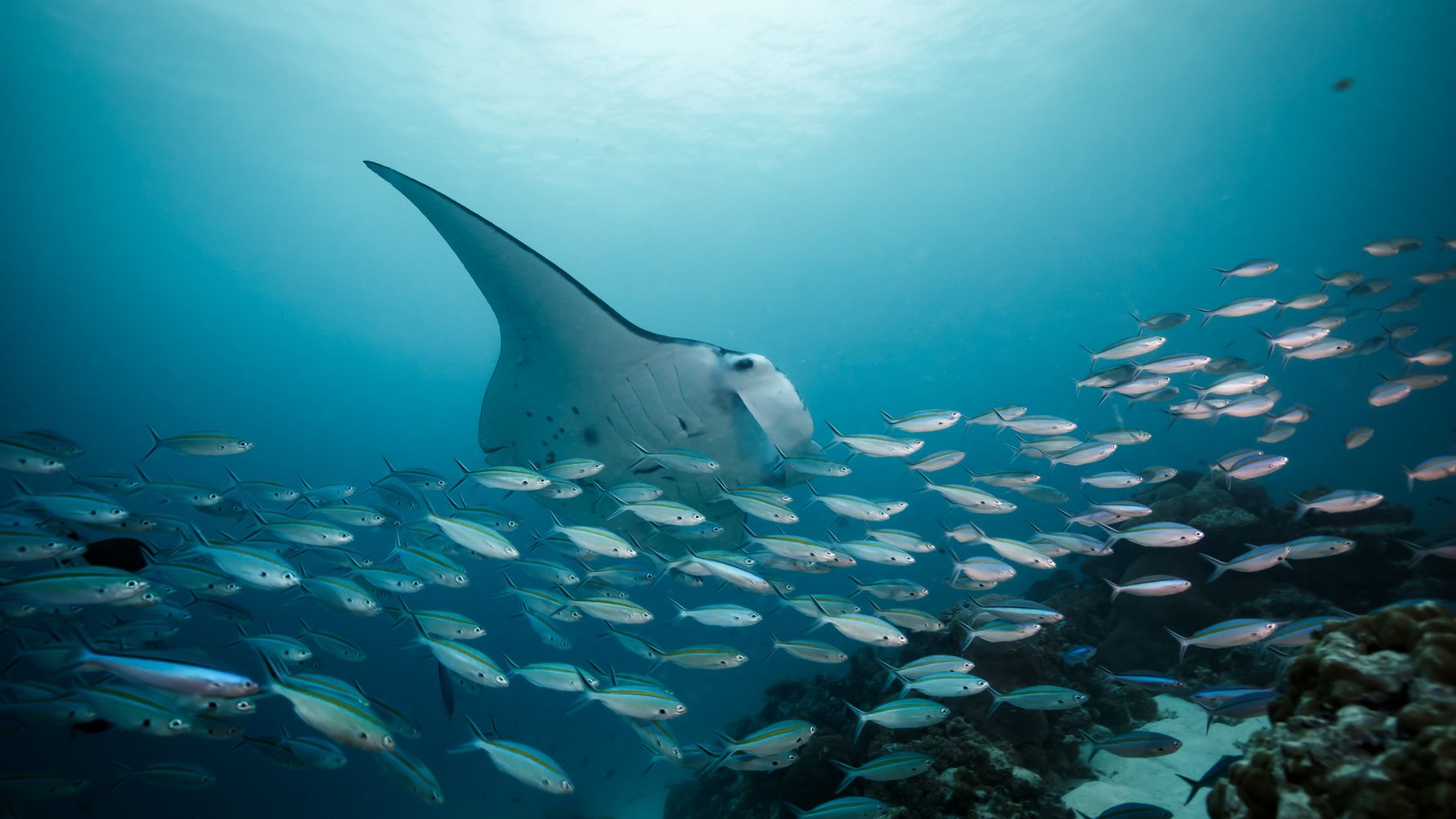 natucate-blog-wissen-manta-rochen-fische