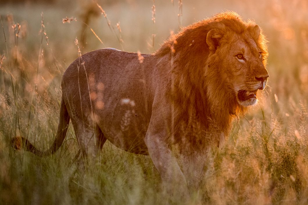 natucate-safari-botswana-abenteuer-camp-kahalari-lion