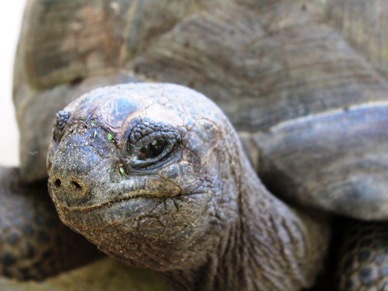 Turtle head