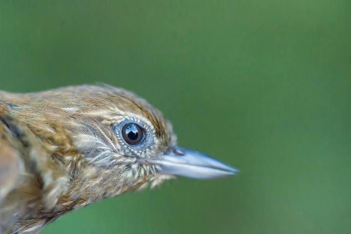 Vogelkunde im peruanischen Regenwald waehrend des Makrofotografiekurses