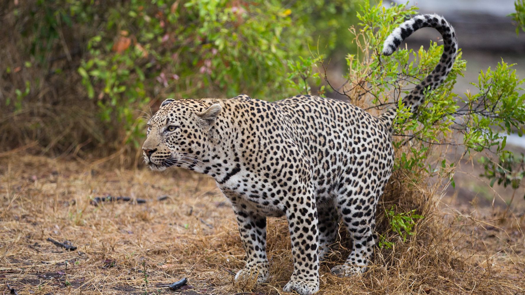 blog-geruch-der-natur-afrika-leopard-revier-markierung-natucate