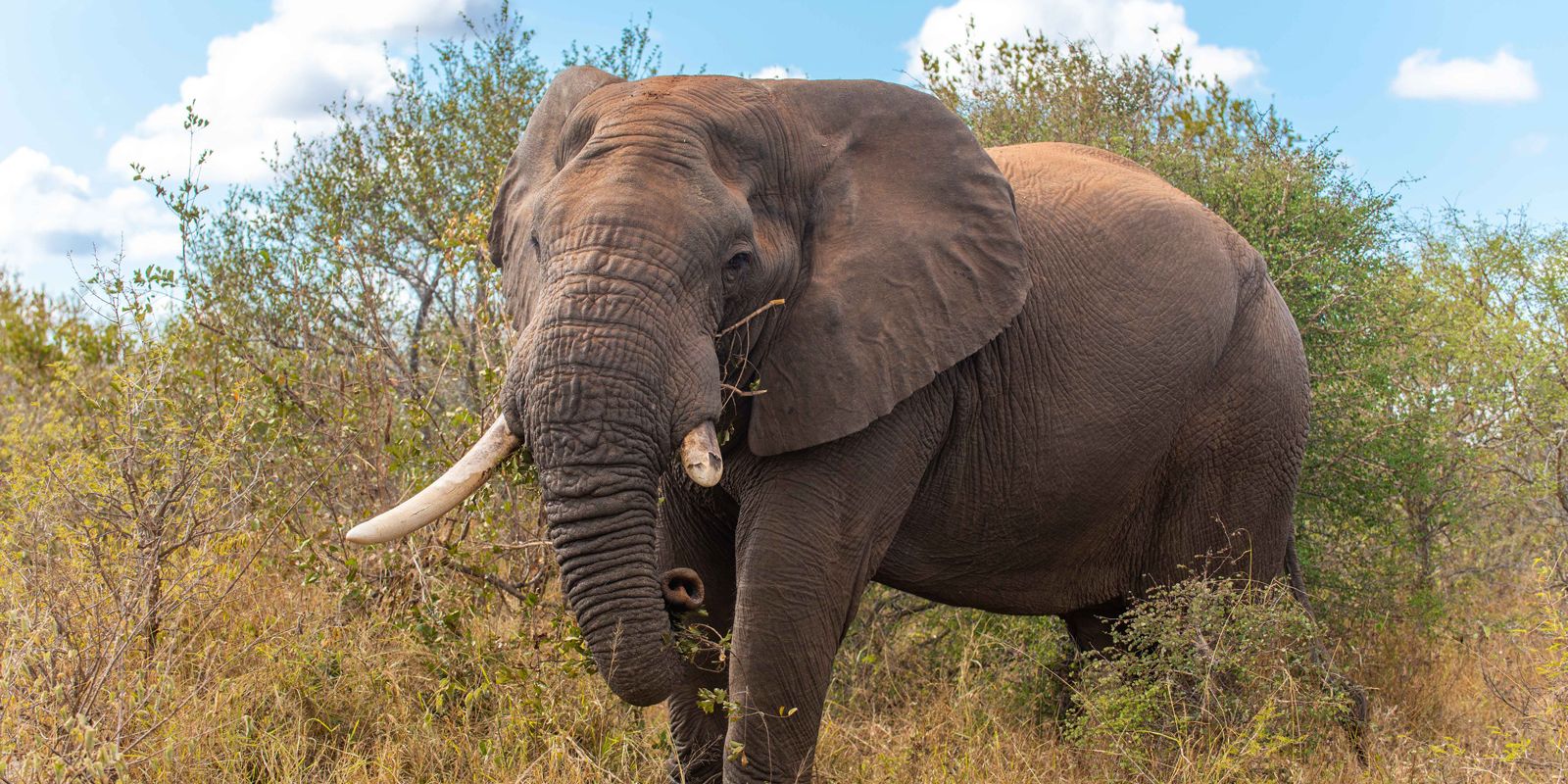 freiwilligenarbeit-suedafrika-siyafunda-wildlife-elephant-natucate