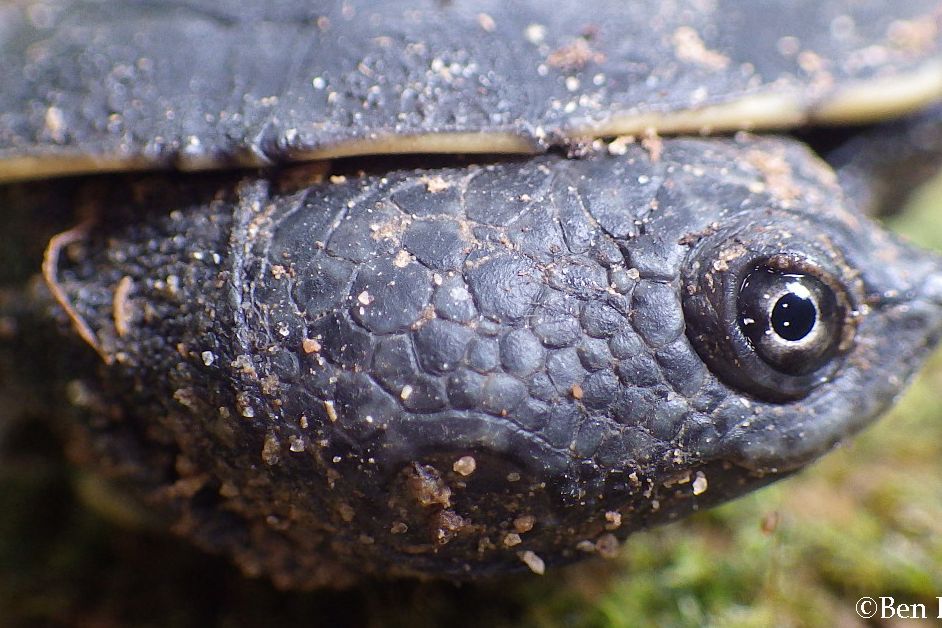 Eine Suesswasserschildkroete zieht ihren Kopf in der Waagerechten zurueck