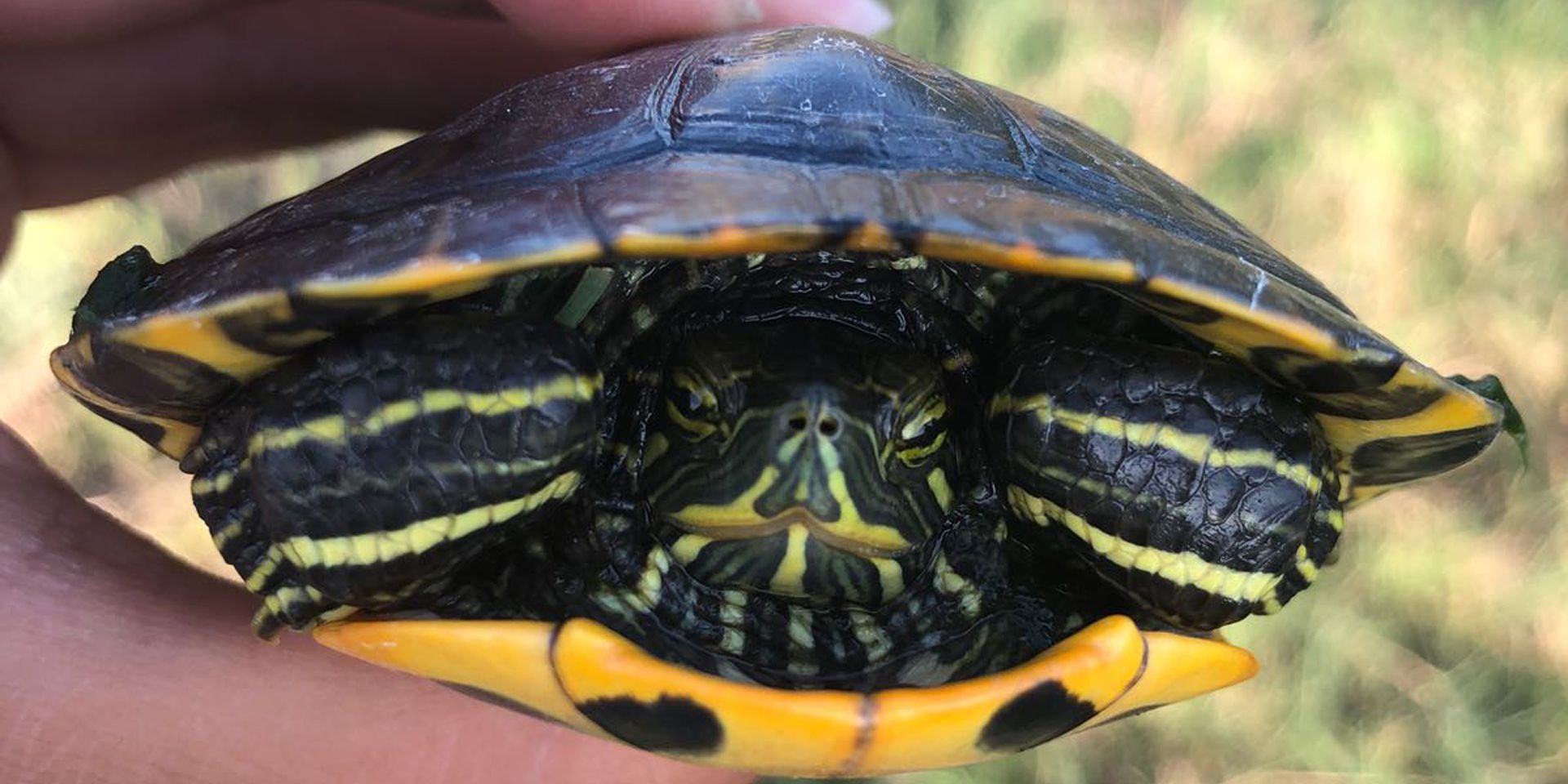 freiwilligenarbeit-spanien-denia-naturschutz-europa-schildkroete-natucate