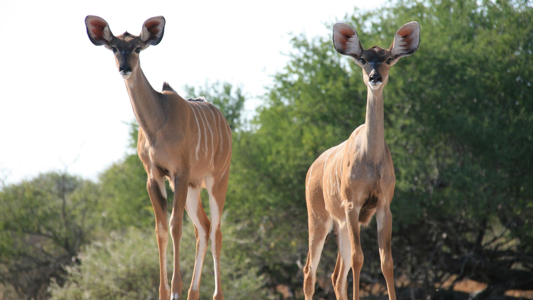 rangerausbildung-wissen-saeugetiere-rehe-natucate