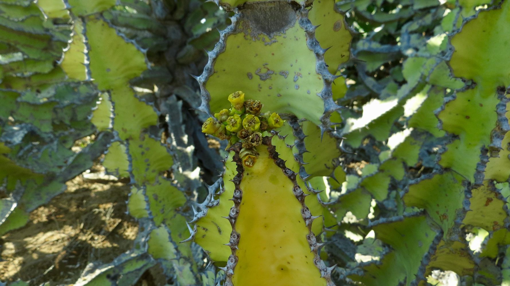 blog-naturwissen-verbreitung-fremdartiger-pflanzen-naturschutz-natucate