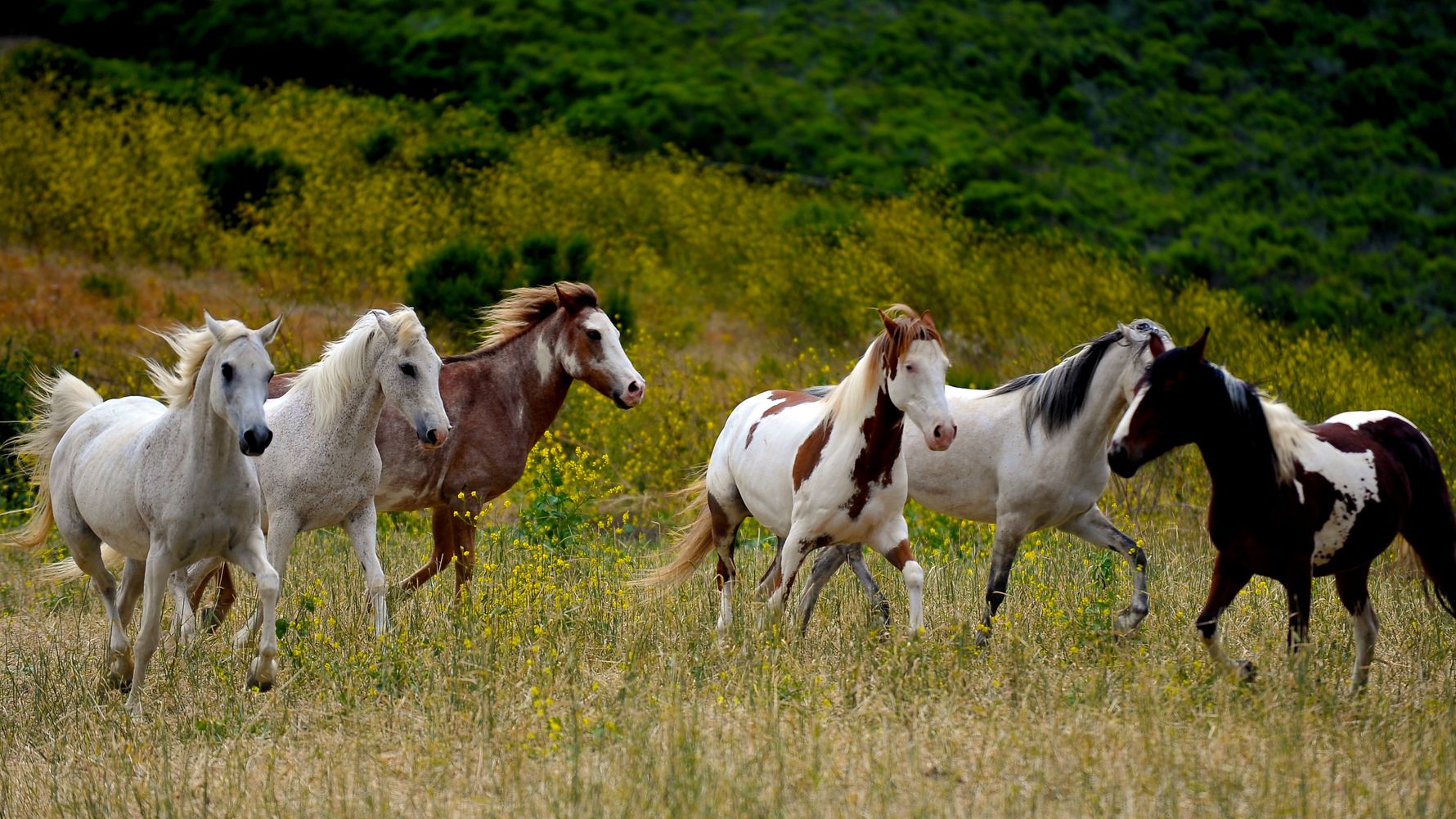 mustangs-pferde-usa-natucate-blog