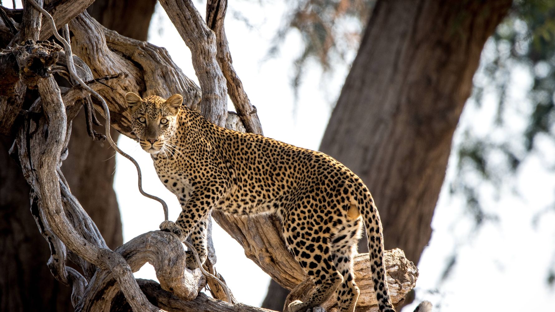Leopard in tree