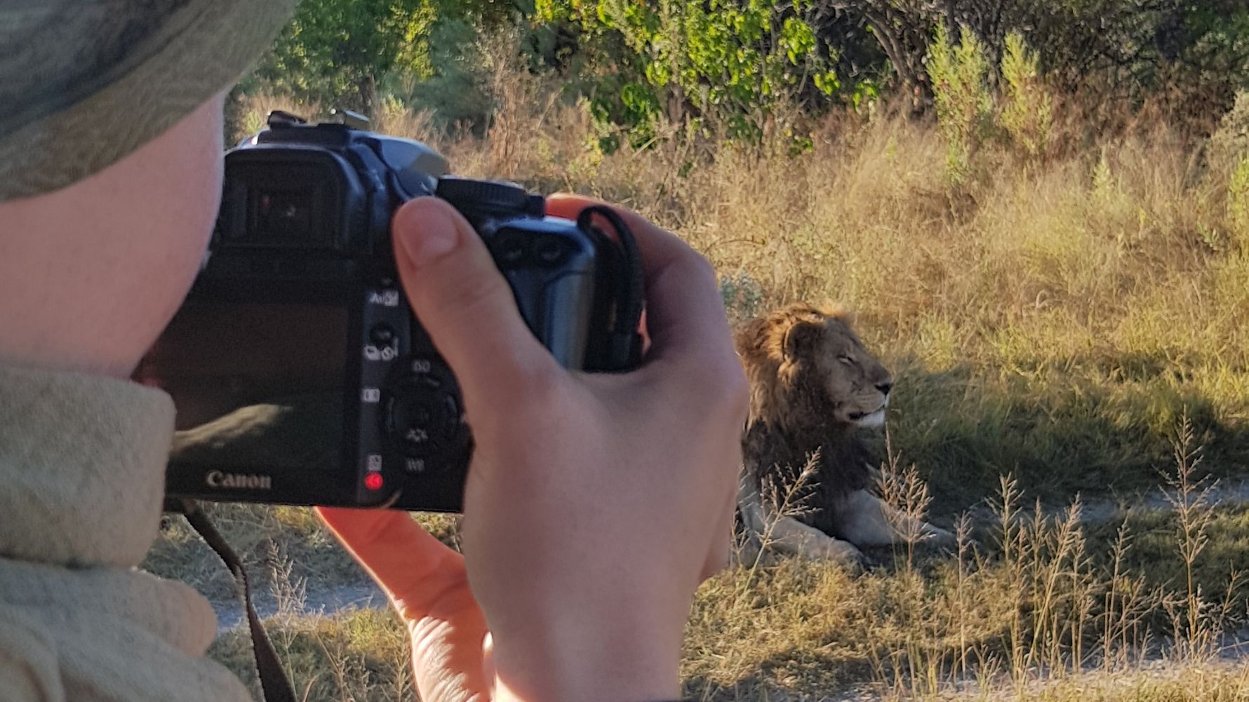 Fotosafari Afrika: Safari-Gast mit Kamera fotografiert einen Loewen im suedlichen Afrika
