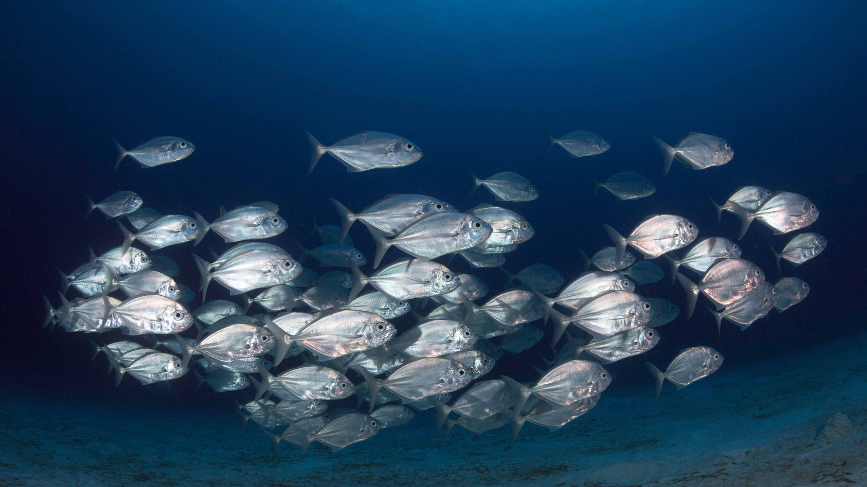 Ein Fischschwarm Stachelmakrelen (Carangidae), in tropischen und subtropischen Zonen des Atlantiks und des Indopazifiks, h&auml;lt sich in K&uuml;stenn&auml;he auf.