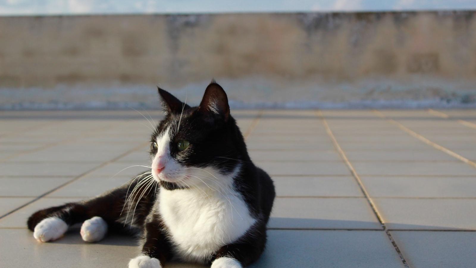 freiwilligenarbeit-griechenland-tierschutz-katzendachterrasse