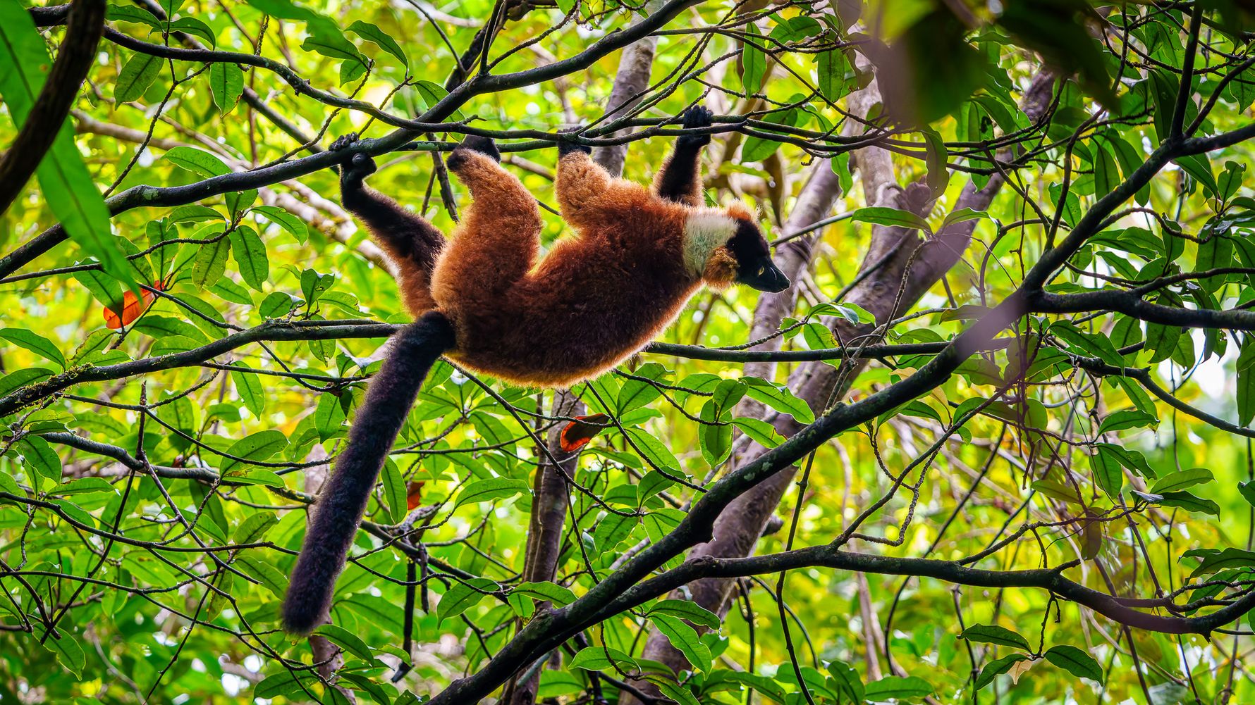 Red ruffed lemur climbing