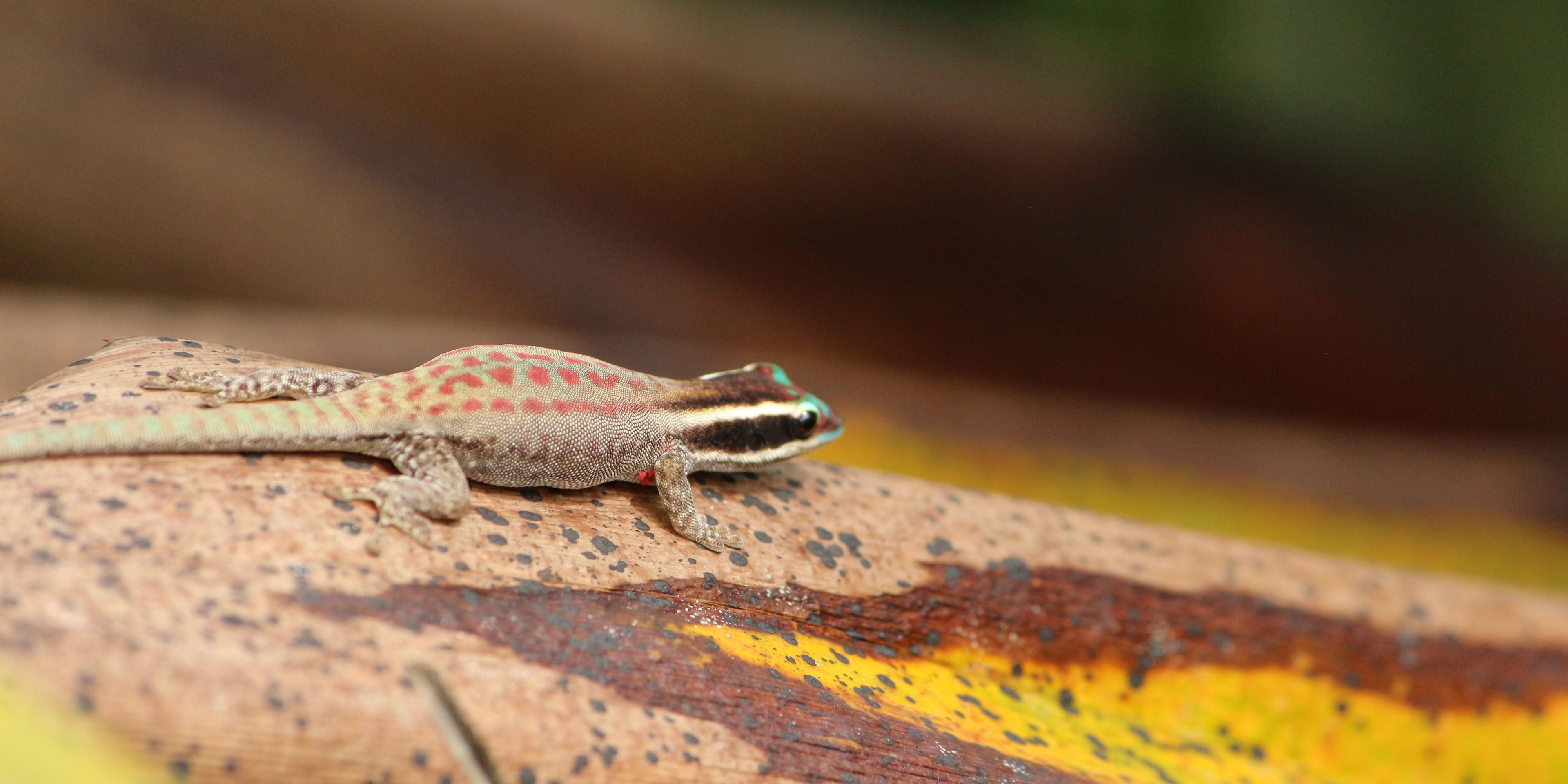 Conservation work in Mauritius: a small reptile camouflaged on a branch