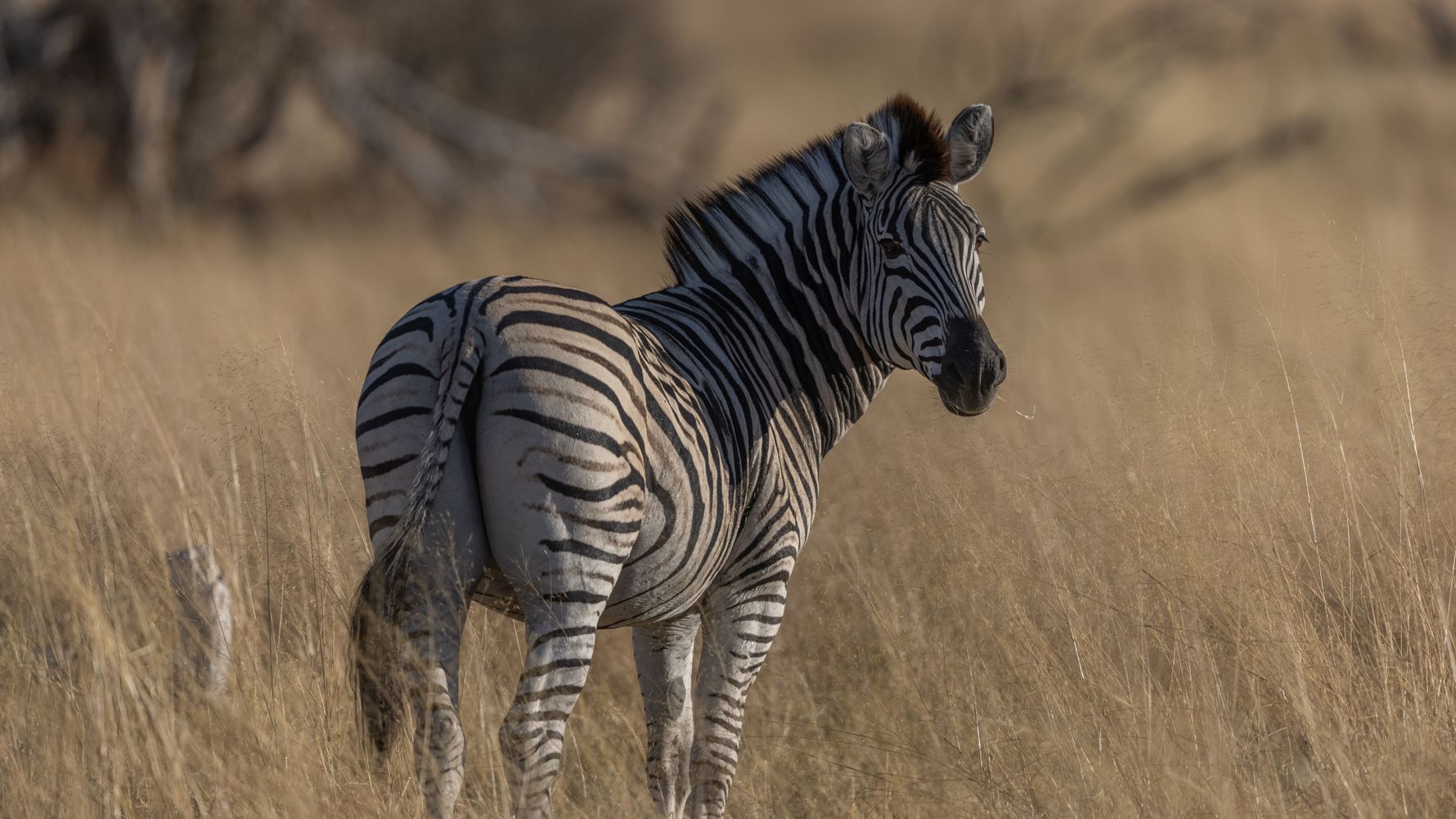 landingpage-rangerkurse-suedafrika-zebra-natucate