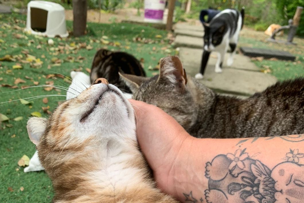 Katze wird gestreichelt