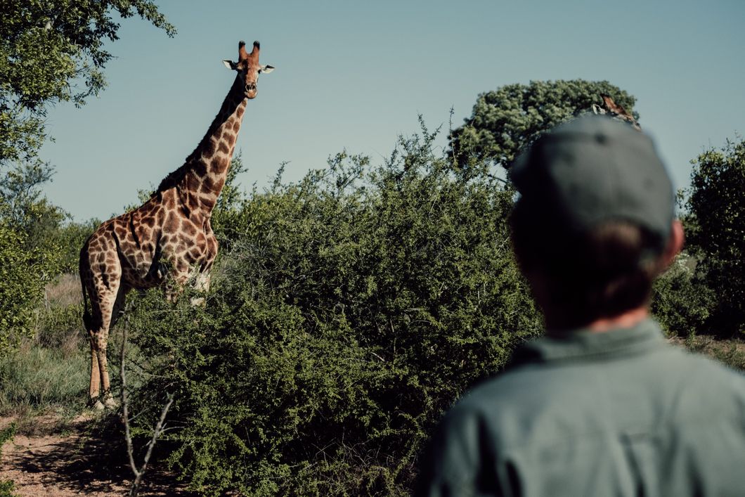 natucate-nature-travel-animal-tracking-expedition-tracking-giraffe