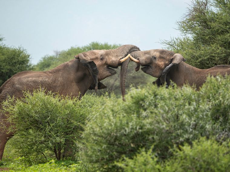 natucate-volunteering-south-africa-marataba-two-elephants
