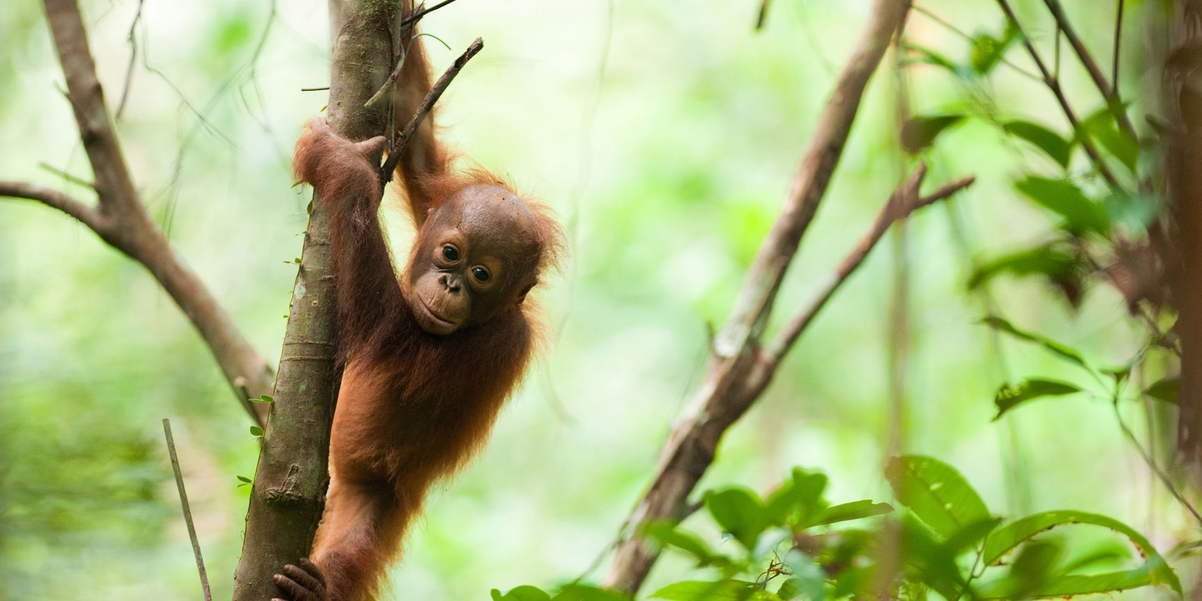 Ein junger Orang-Utan aus Borneo ist alleine und hält sich an einem Baumstamm fest.