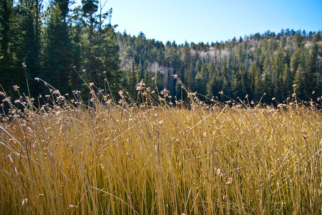 Auslandspraktikum in den USA: Blick ueber ein Feld auf einen Farmbetrieb