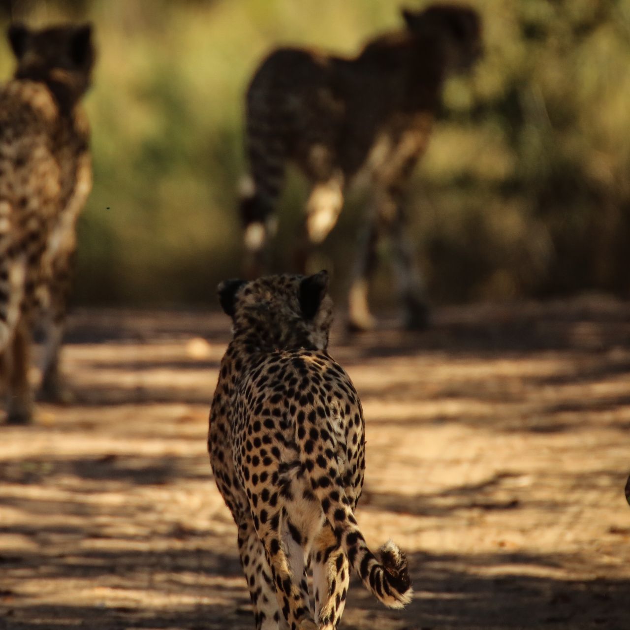 erfahrungsberichte-rangerkurse-suedafrika-professional-field-guide-marc-aurel-geparden-natucate