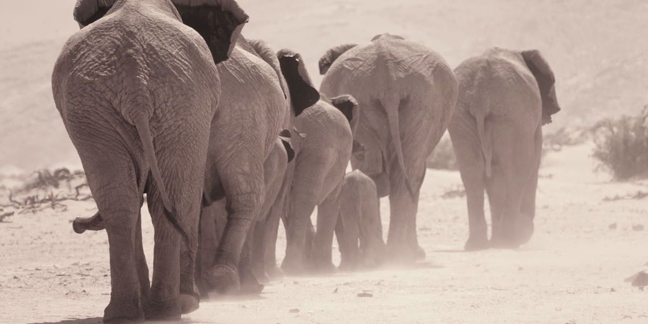 Eine Elefantenherde von hinten auf ihrem Streifzug durch Namibias trockenes Damaraland