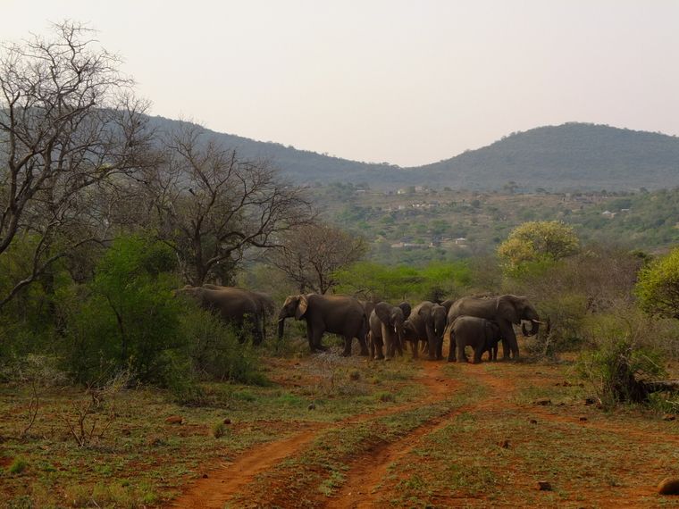 freiwilligenarbeit-suedafrika-artenschutz-wildtiere-reiseratgeber