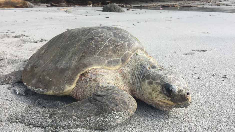 erfahrungsbericht-praktikum-costa-rica-artenschutz-natucate