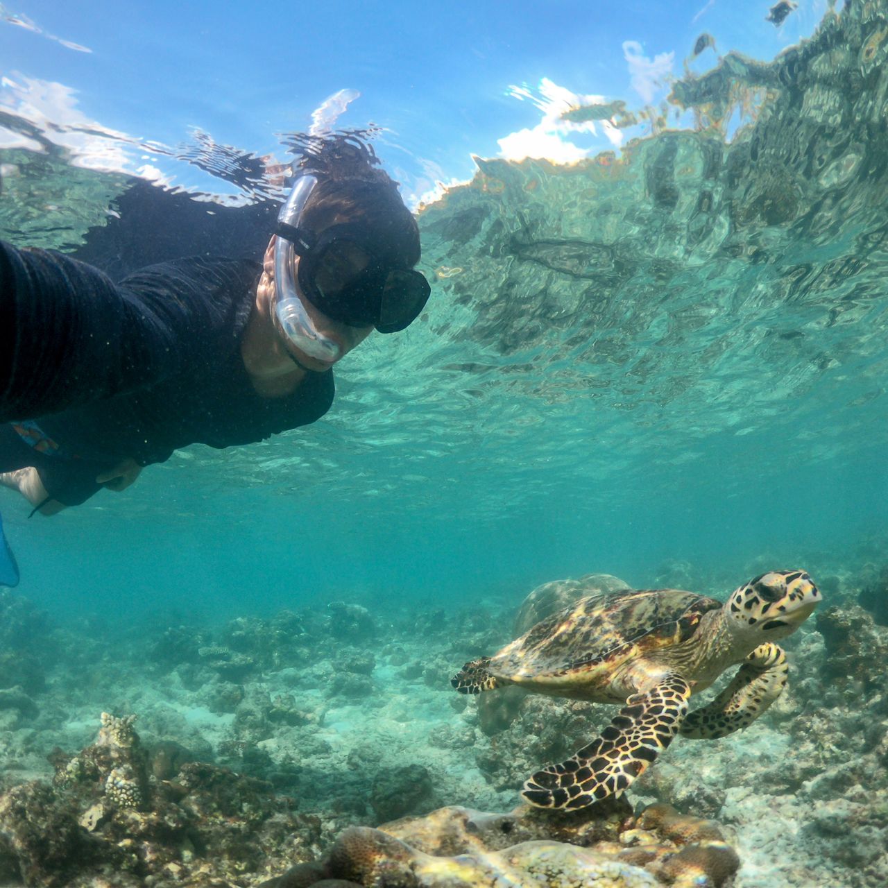 erfahrungsberichte-freiwilligenarbeit-malediven-walhaie-roland-teilnehmer-schildkroete-natucat