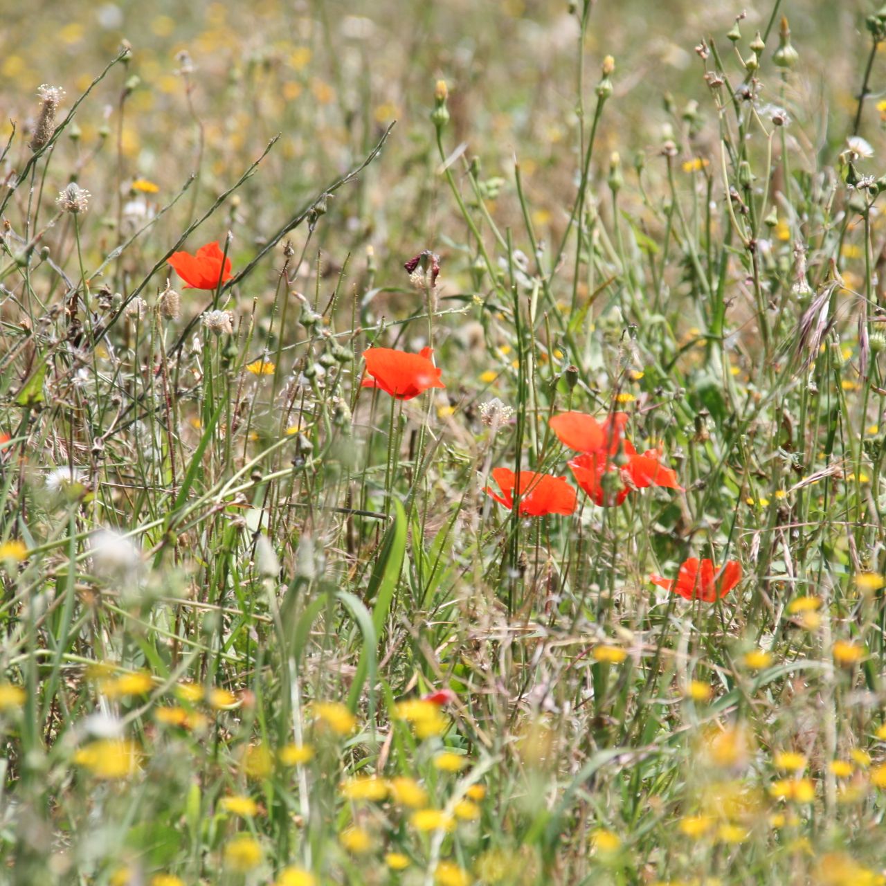 Auslandsaufenthalt in Spanien: Mehrere Blumen auf einem Feld in Spanien