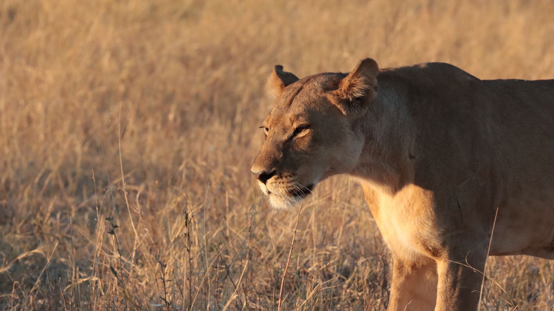 natucate-blog-ratgeber-wilderness-experience-balance-lion