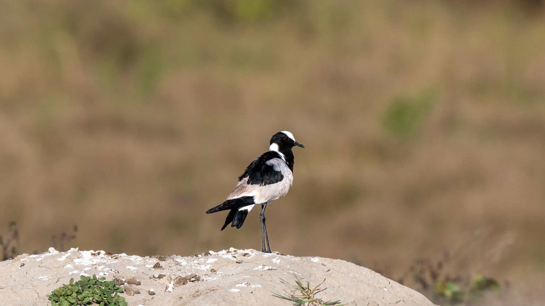 Schwarz wei&szlig;er Vogel