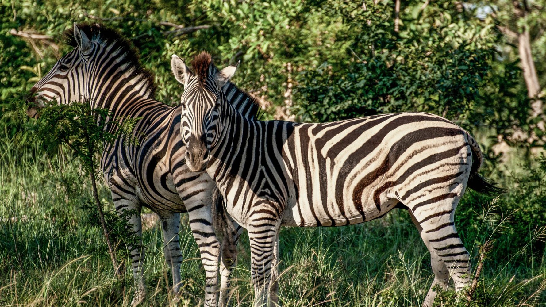 erfahrungsbericht-suedafrika-kundenfotos-rangerausbildung-zebra-natucate