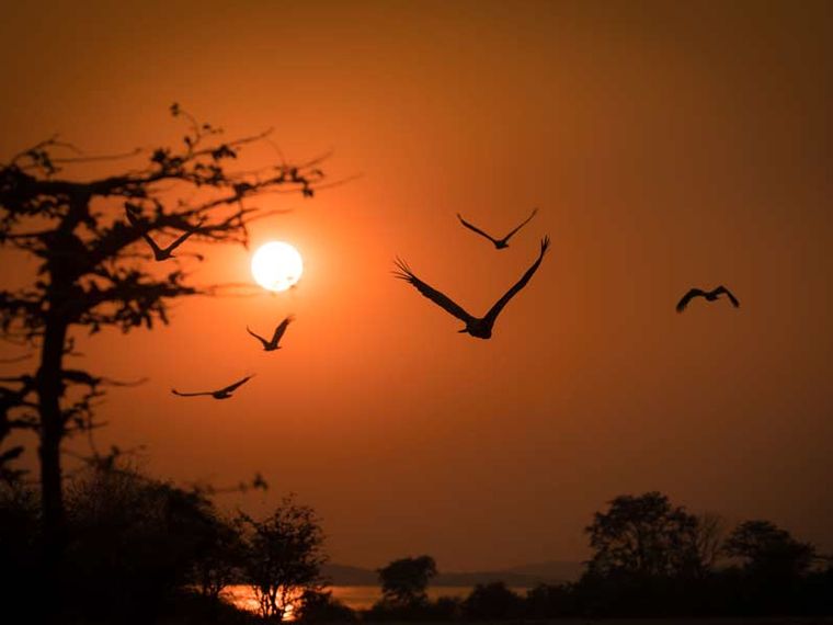 langstreckenzieher-unter-den-voegeln-vogel-im-sonnenuntergang-blog-natucate