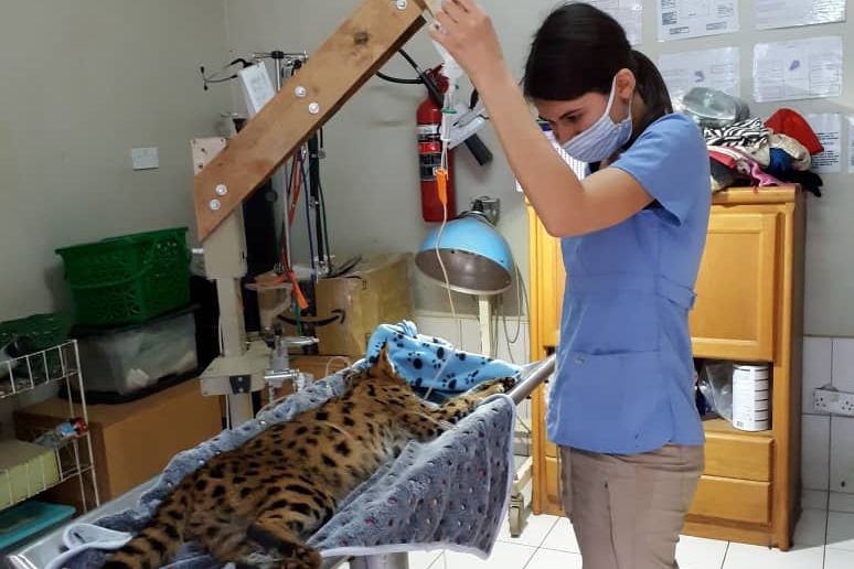 natucate-internship-malawi-wildlife-student-leopard
