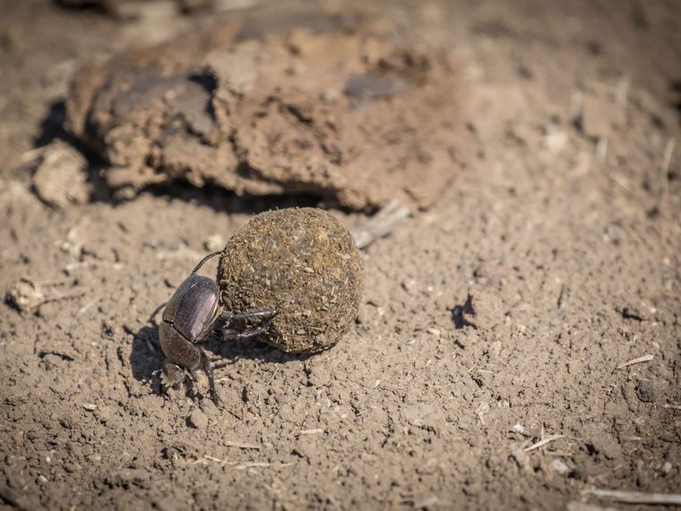 blog-natucation-mist-zum-fruehstueck-kaefer-natucate