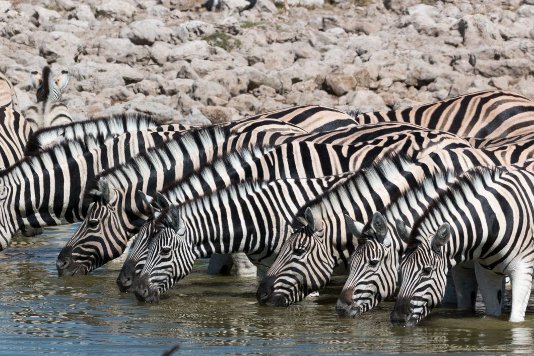 natucate-travel-safari-zambia-two-river-zebras