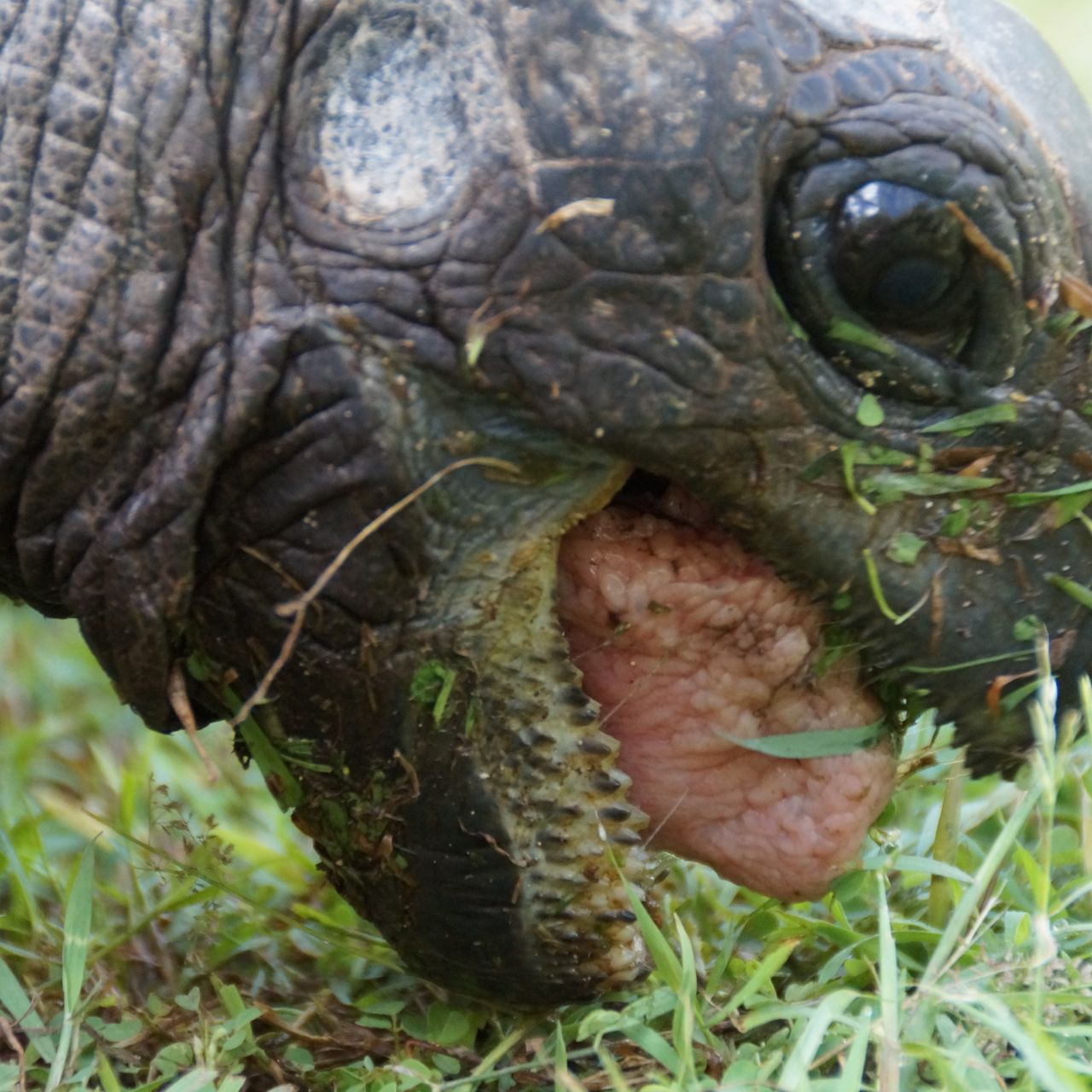 freiwilligenarbeit-seychellen-erfahrungsbericht-artenschutz-kundenfotos-schildkroete-futter-natucate